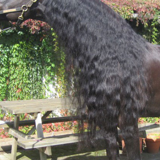 Manen-om-je-niet-voor-te-schamen