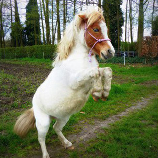 Niet-meer-bevangen-en-geen-zomereczeem