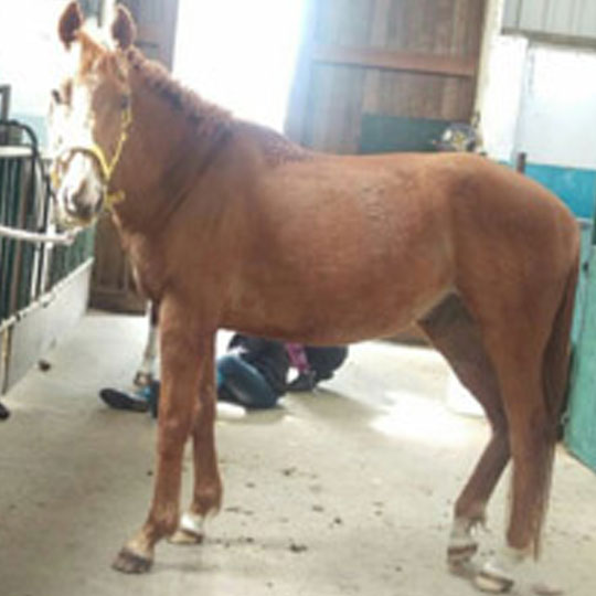 Oplossing-gevoelige-maag