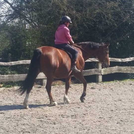 Slomere-recreatiepaard